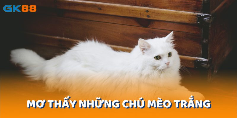 Mơ thấy những chú mèo trắng thường mang điềm lành