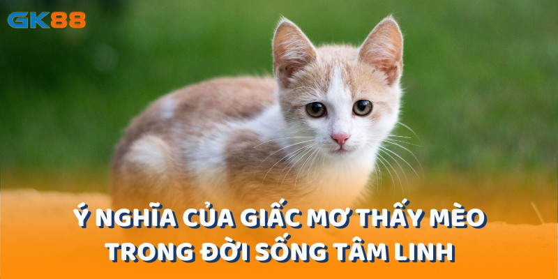 Mơ thấy mèo mang nhiều ý nghĩa sâu xa